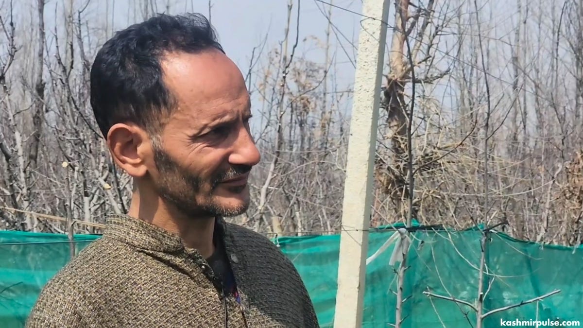 Thieves plunder high-density apple orchard in Pulwama, farmer seeks justice