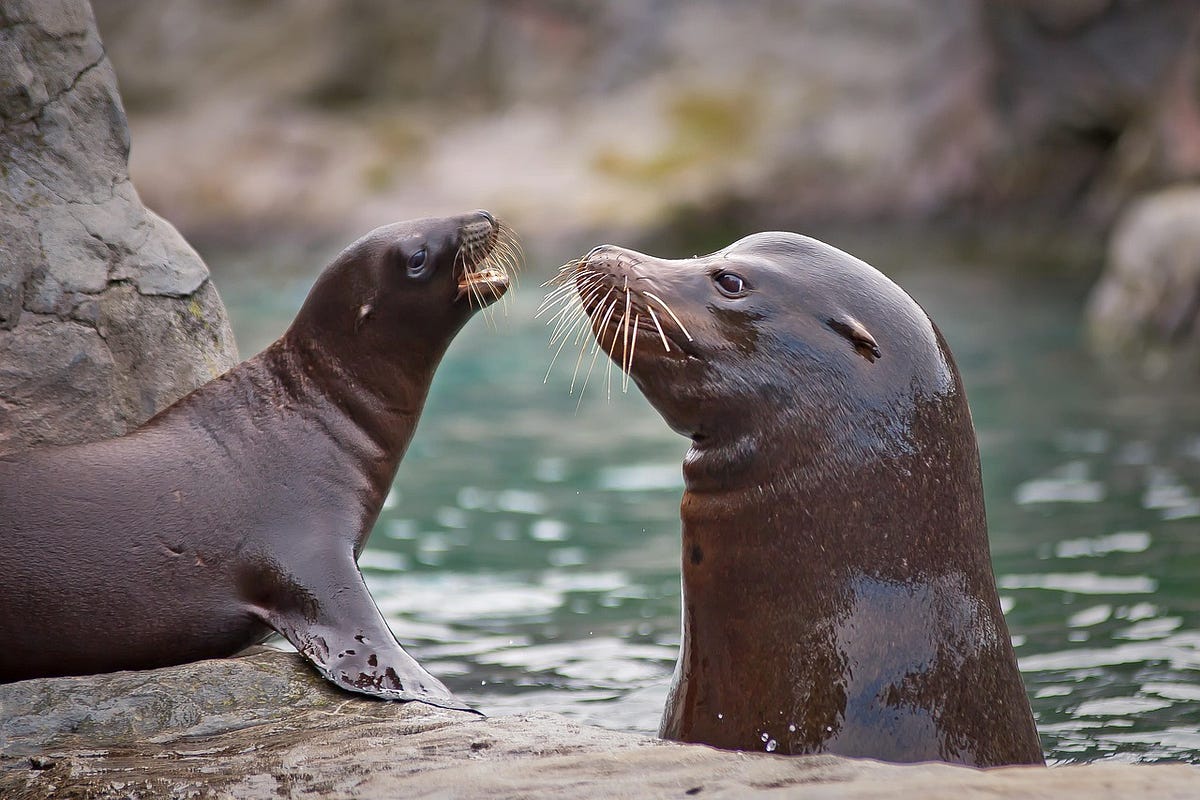 Are Sea Lions Dangerous? Dark Side of These Marine Mammals, by Anum Najeeb
