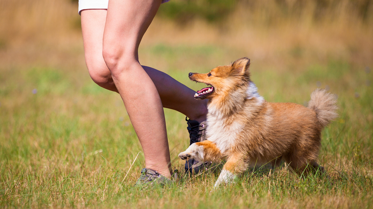 How Social Status Relates To The Behavior Of Both Humans And Dogs By