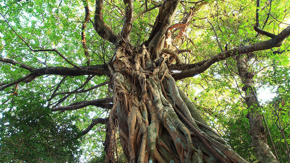 Strangler Pattern. Cara Terbaik Migrasi dari Monolith ke⦠| by D. Husni ...