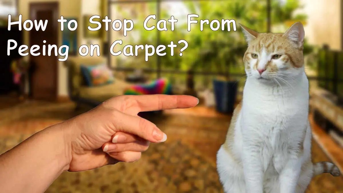 How to Stop Cat From Peeing on Carpet? Complete Guide Pets Guide
