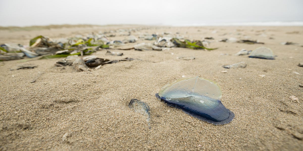 WTF Are These Things Washed Up on Ocean Beach? — The Bold Italic — San Francisco