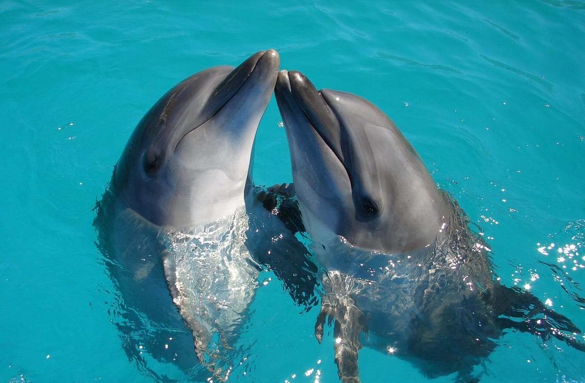 Secrets of Dolphin Intelligence. How these fascinating marine mammals