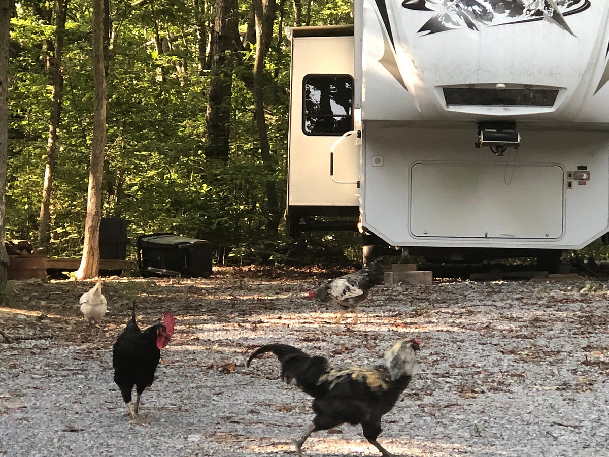 Do Backyard Chickens Attract Flies? Backyard Chicken News Medium