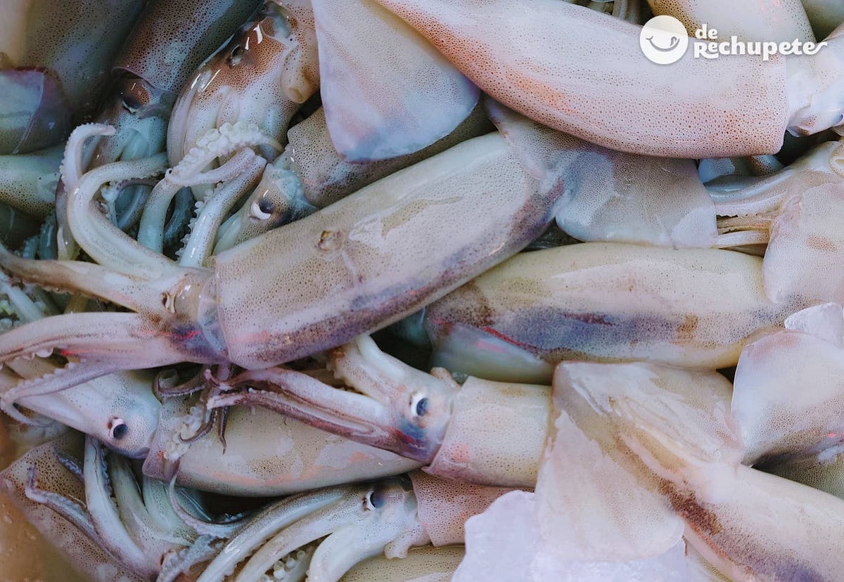 Squid and squid, are they the same? | by Ahmed Ashour | Medium