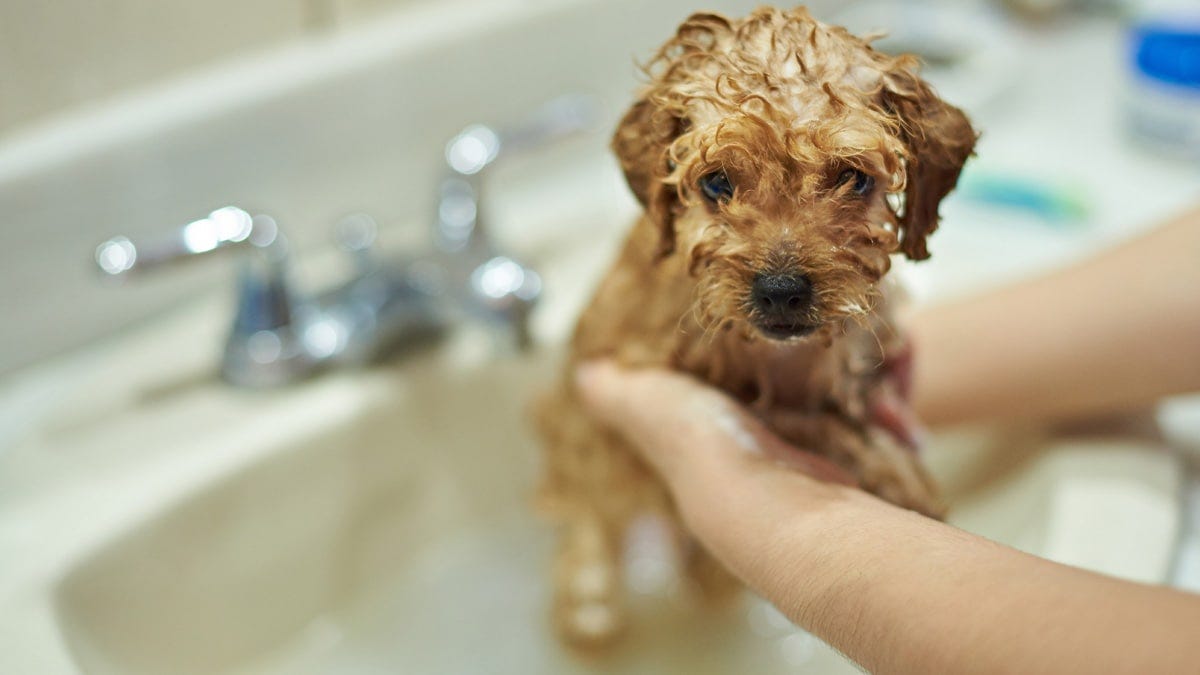 When Can You Bathe a Puppy?. Bathing a puppy for the first time can