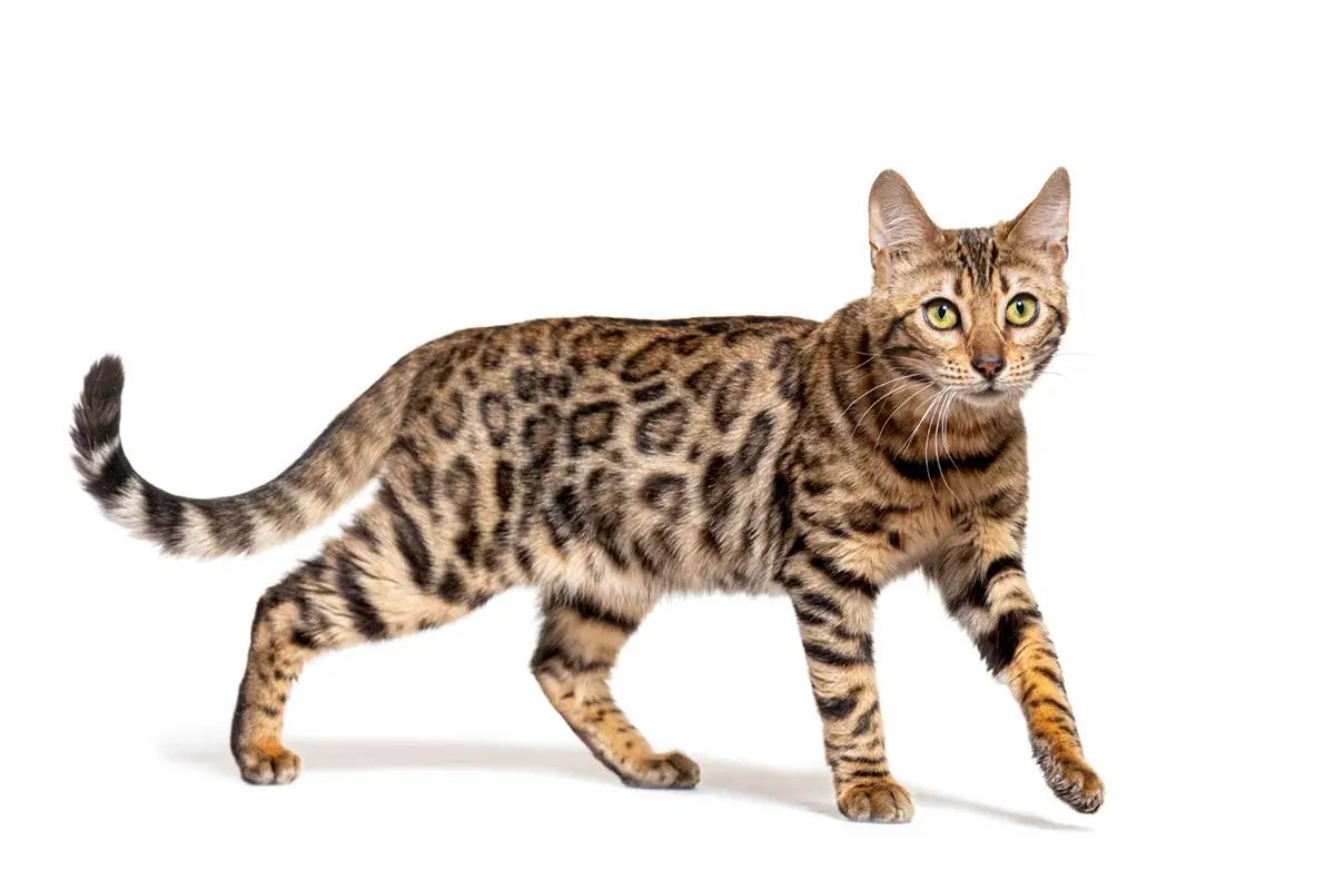 Find Your Perfect Bengal Companion Bengal Cats for Sale from Trusted