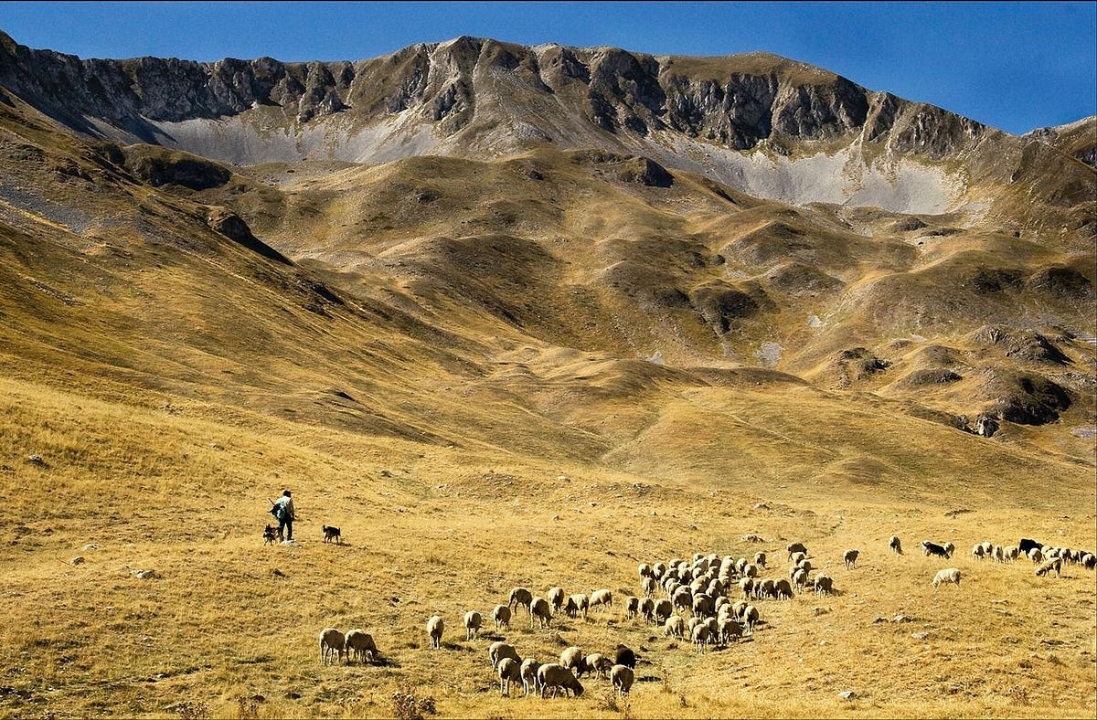 Like Sheep without a Shepherd — Mark 6:34 | by Ed Jarrett | A Clay Jar ...