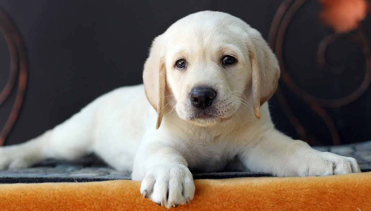Bloedbad uitvinding Defecte 3 Things you should consider while buying Labrador Puppies | by maheshwari  giri | Medium