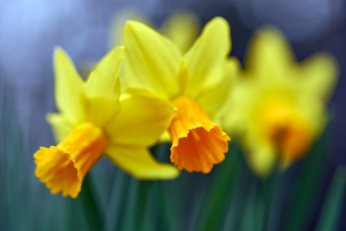 Daffodil Wish. An ode to change, The Cranberries, and… by Arjan Tupan Eclectic Notes Medium