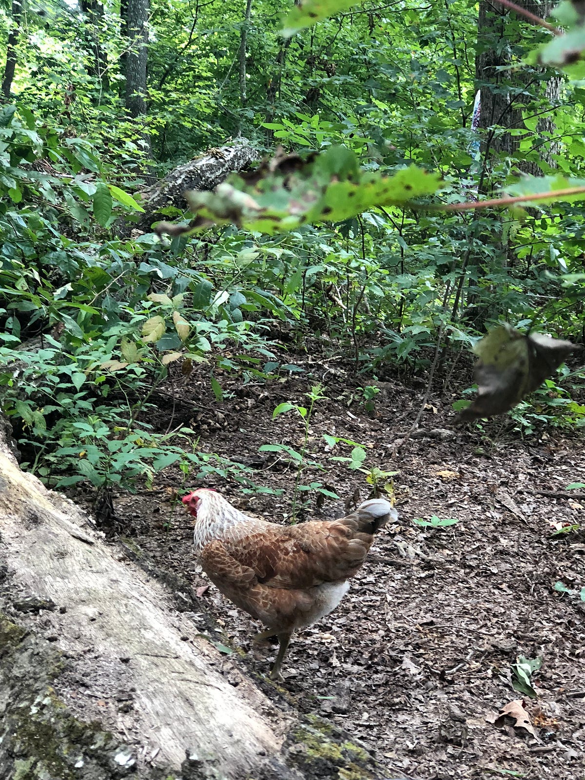 Can Backyard Chickens Thrive In Urbana, Illinois? Backyard Chicken