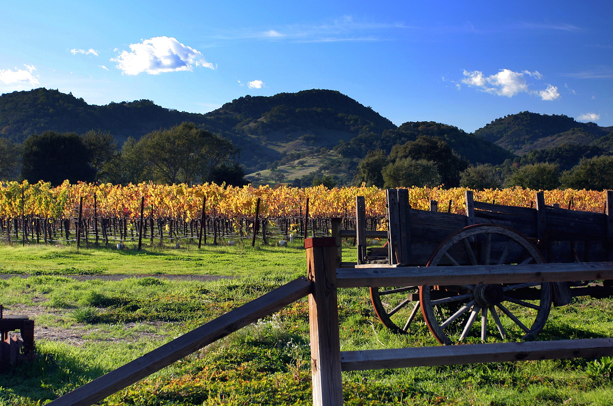 The Characters of Wine Country: An Insider’s View — The Bold Italic — San Francisco