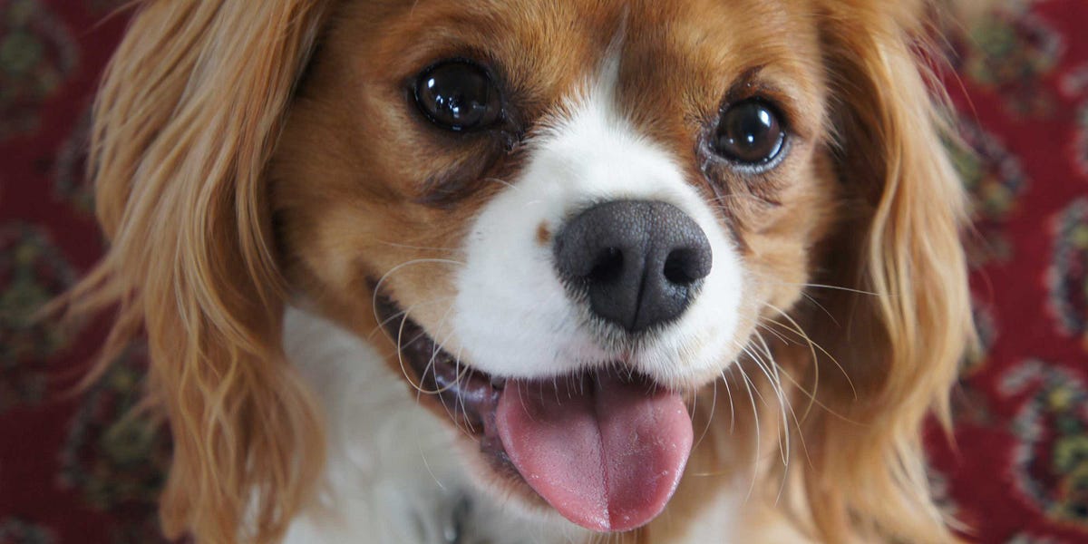 Image of: New Service Will Clone Your Pet for Under $200 — The Bold Italic — San Francisco