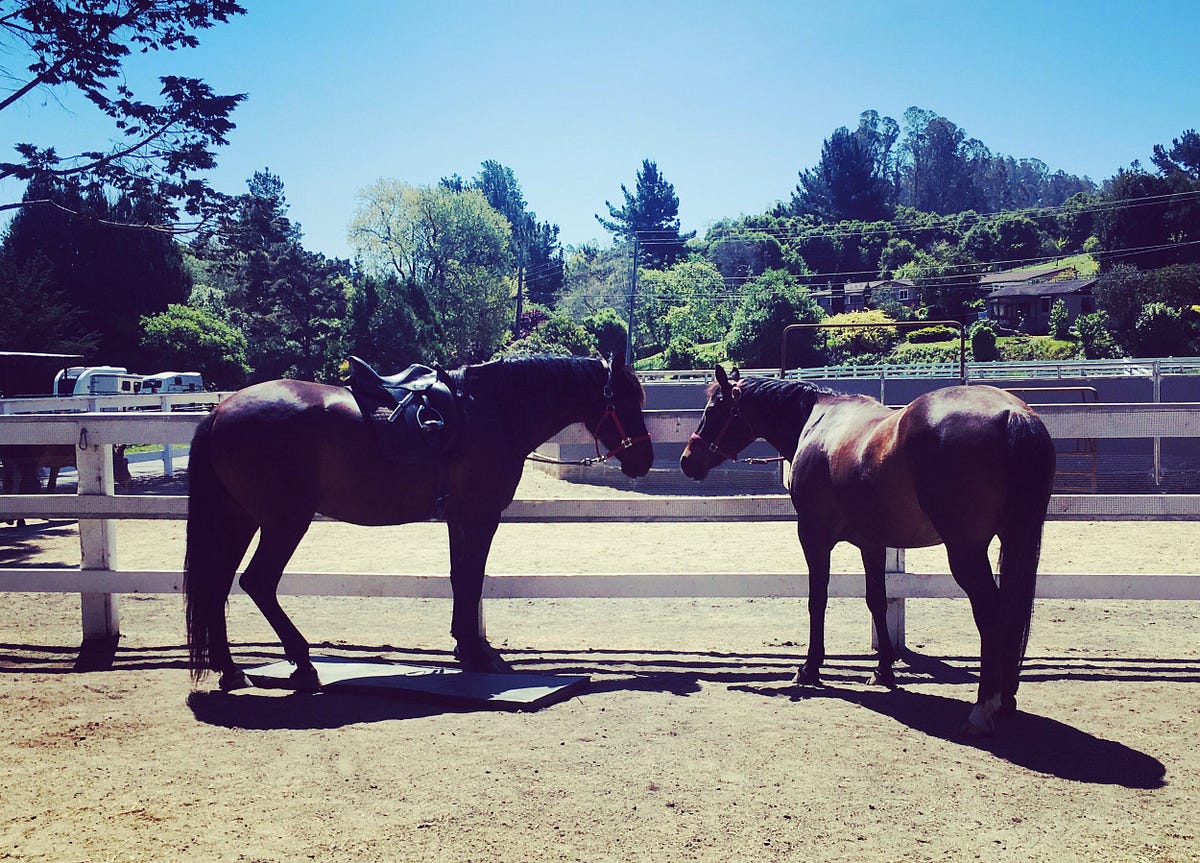 How Much Weight Can a Horse Carry? Medium