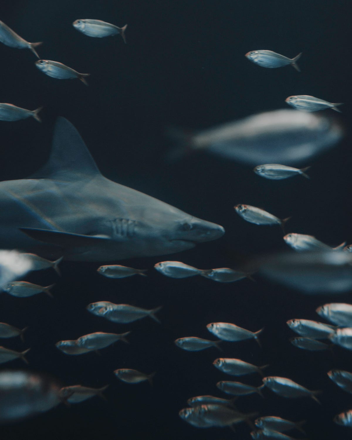 like lemon sharks - Scuzzbucket - Medium