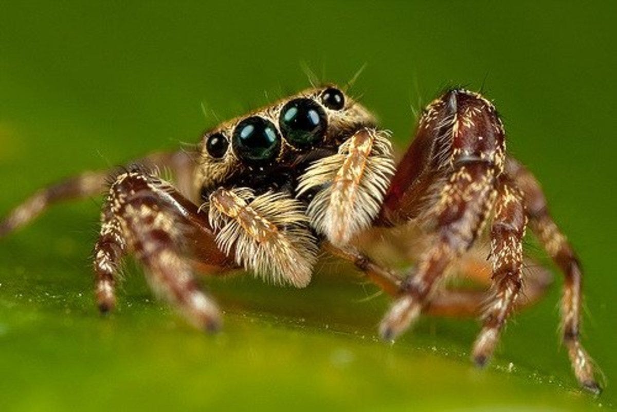 JUMPING SPIDERS!! How SMART Are They REALLY??? 