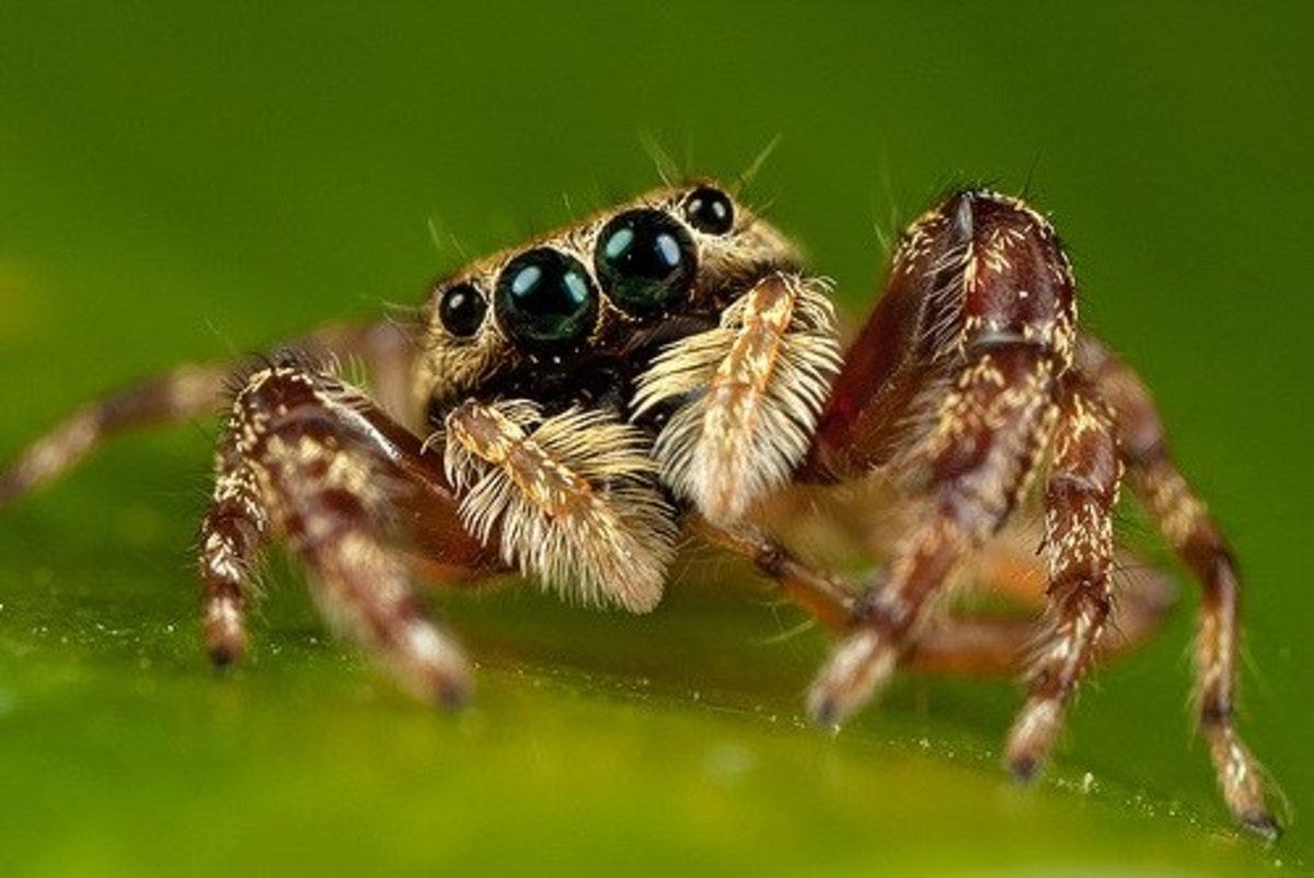 The Portia Jumping Spider: The World's Most Intelligent Spider Has an  Abundance of Patience, by Max Hunter - A Writer Without Borders