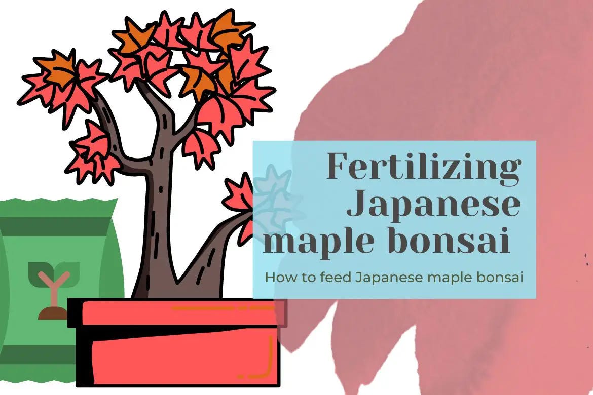 Fertilizing Japanese maple bonsai The complete guide by Bhupinder