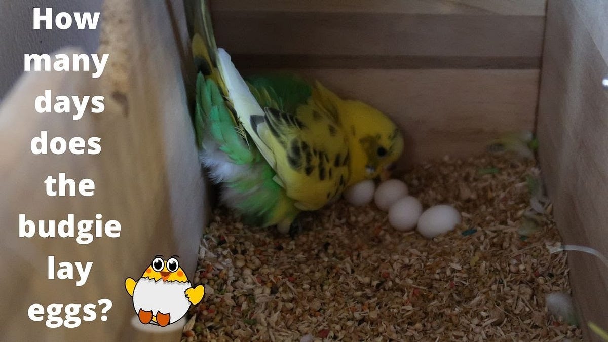 How many times does a budgie lay eggs in a year by Bstanly Medium