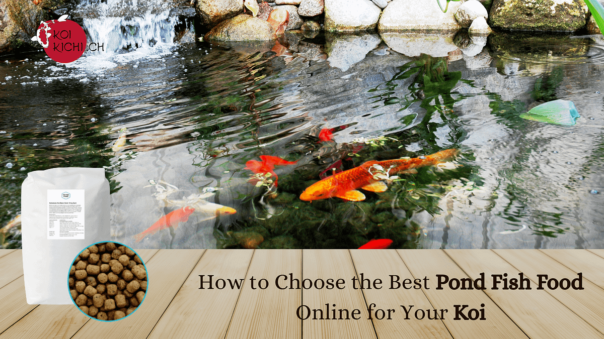 How to Choose the Best Pond Fish Food Online for Your Koi by