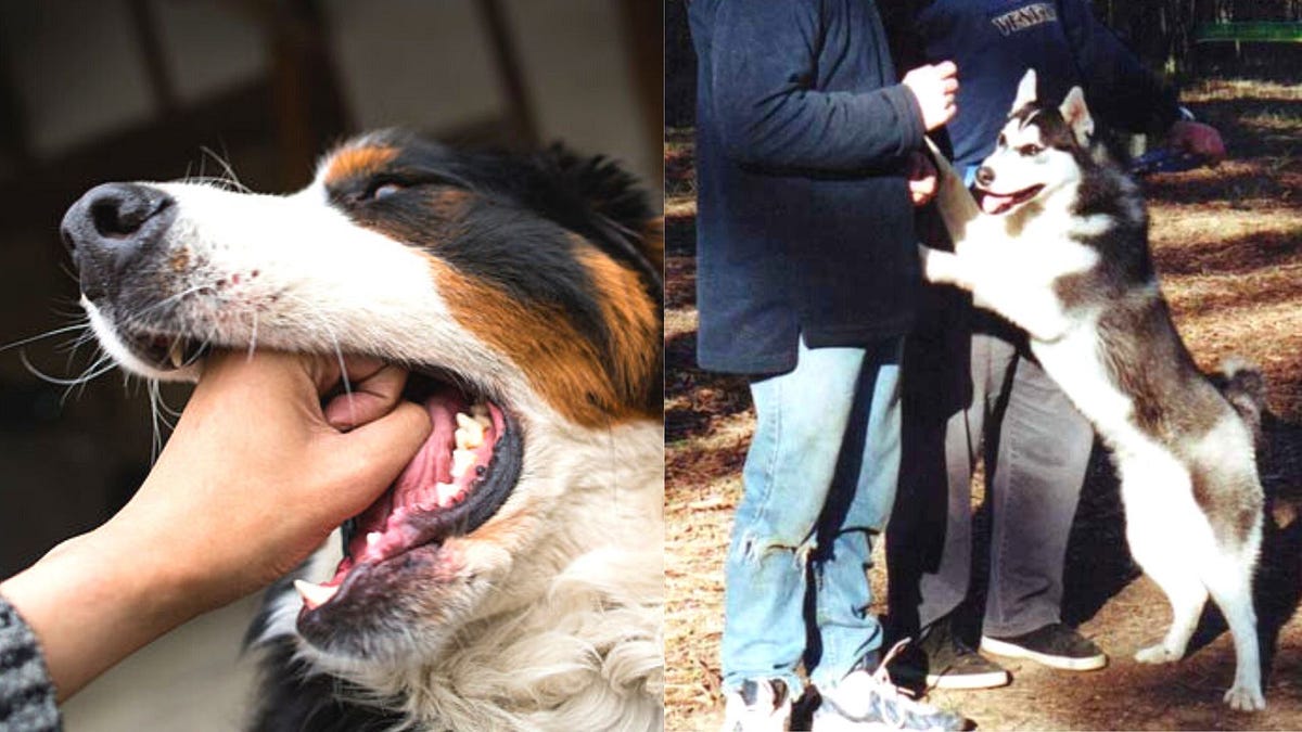 How To Stop a Husky From Jumping and Biting by hasbo khan Medium