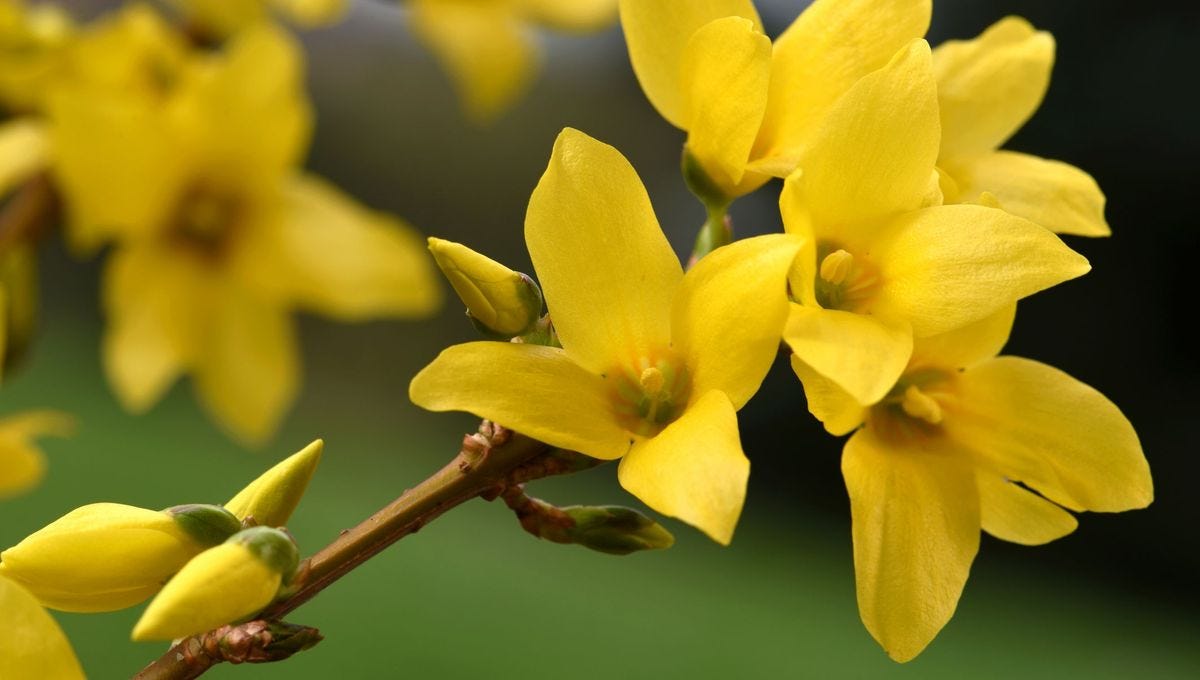 Guide pratique pour tailler efficacement votre forsythia