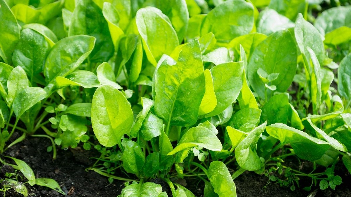 How To Grow Perpetual Spinach 11 Spinach Care Tips by Bhawana
