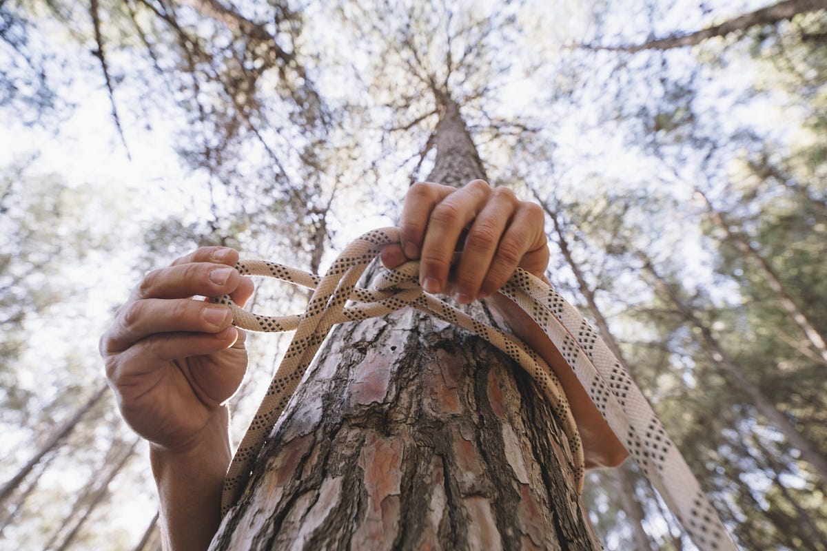 UNDERSTANDING THE DIFFERENT TYPES OF TREE BRACING AND CABLING SYSTEMS ...