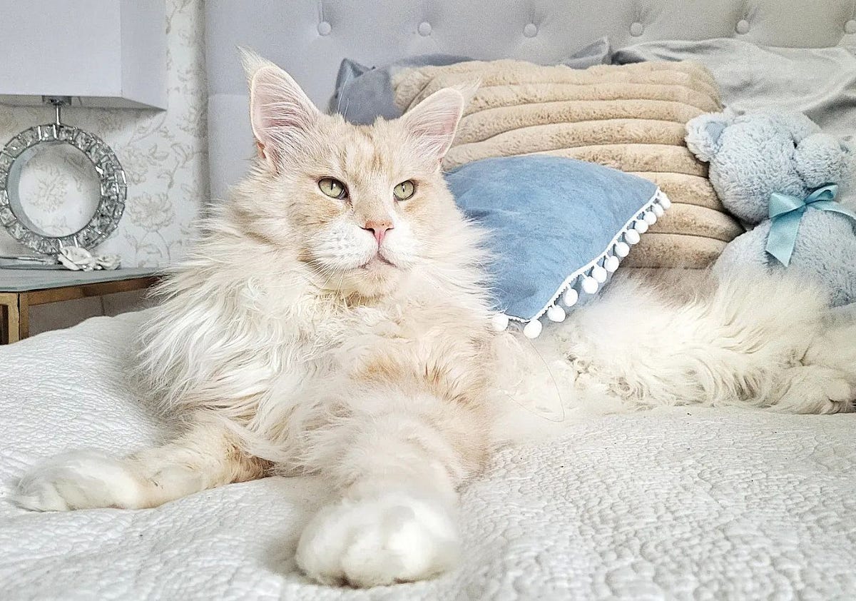 What is The Normal Weight For A Maine Coon Cat? by Maine Coon Cats