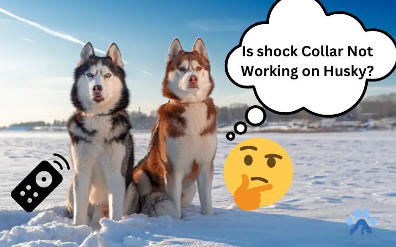 Shock Collar Not Working on Husky — Causes, Troubleshooting & Training