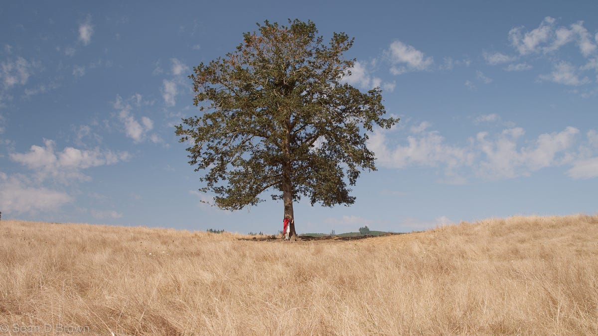 Creating a Radial Tree Using D3.js for JavaScript | by Jes Fink-Jensen ...