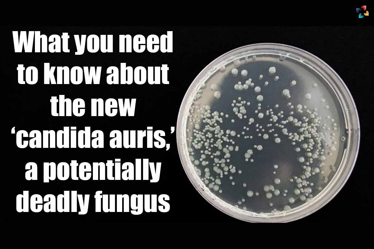 What you need to know about the new ‘candida auris,’ a potentially