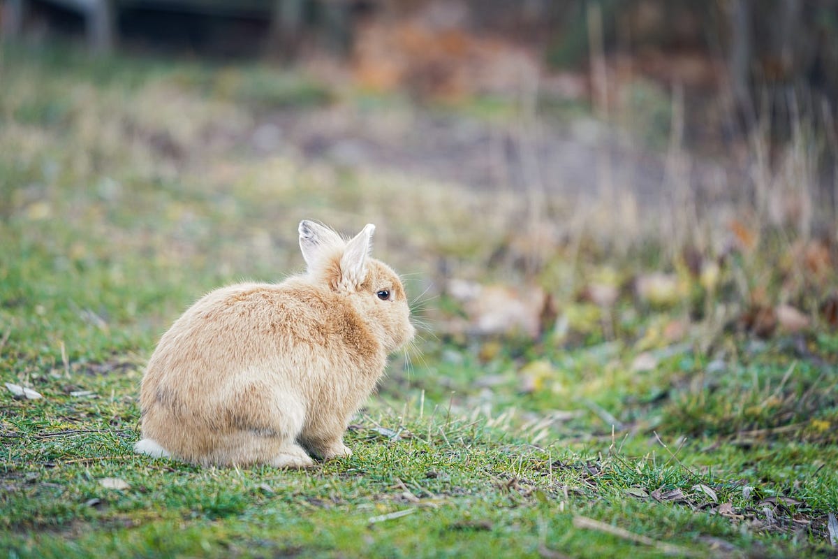 Can Domestic Rabbits Survive In the Wild? Backyard Bunny News Medium