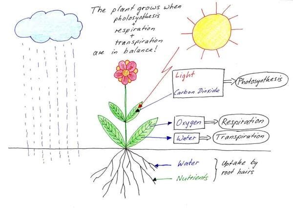 7 Factors Affecting Plant Growth - How to Make Plants Grow Faster? | Medium