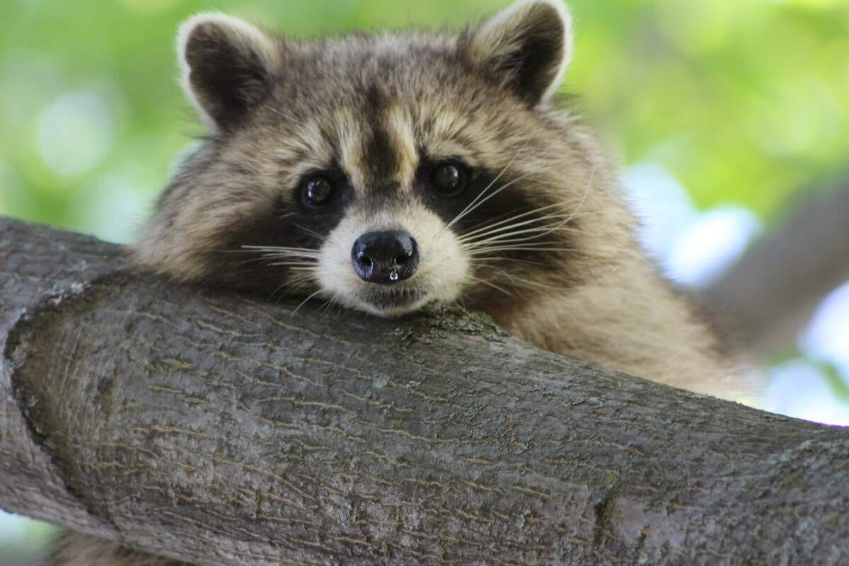 It’s International Raccoon Appreciation Day October 1, 2024 by