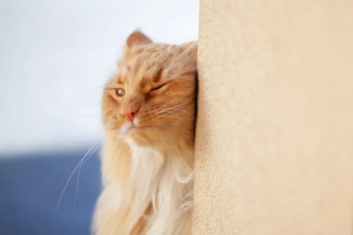 Why Do Cats Rub Their Faces on Hard Surfaces? by Waleed Ahmad Medium