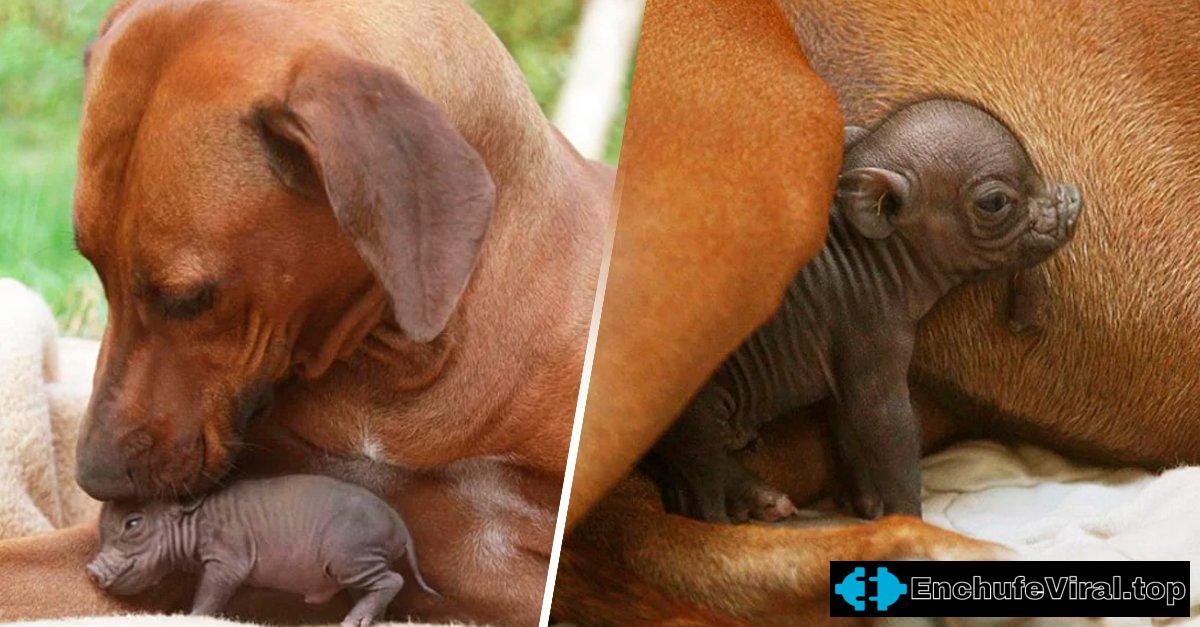 Perra adopta a cerdito huérfano; lo cuida como si fuera suyo