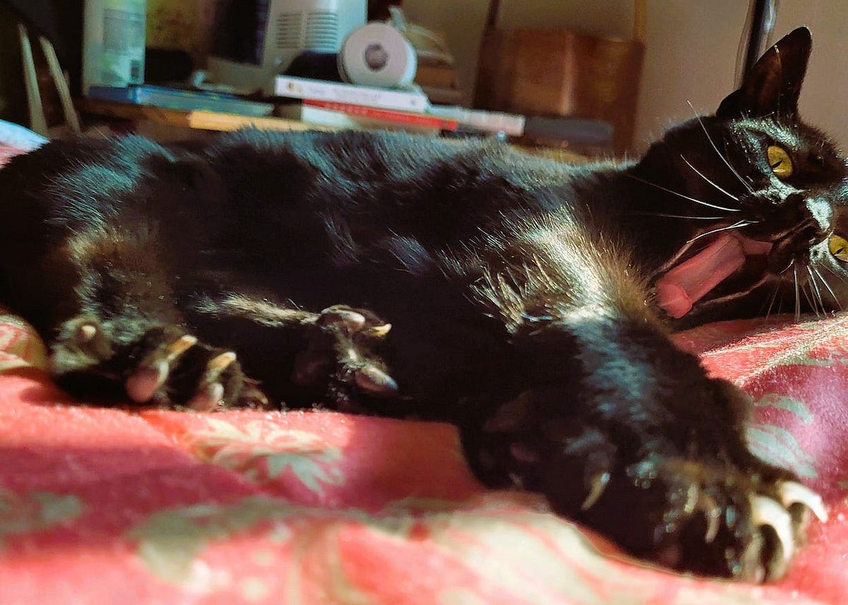 Cat Territory Catness Medium