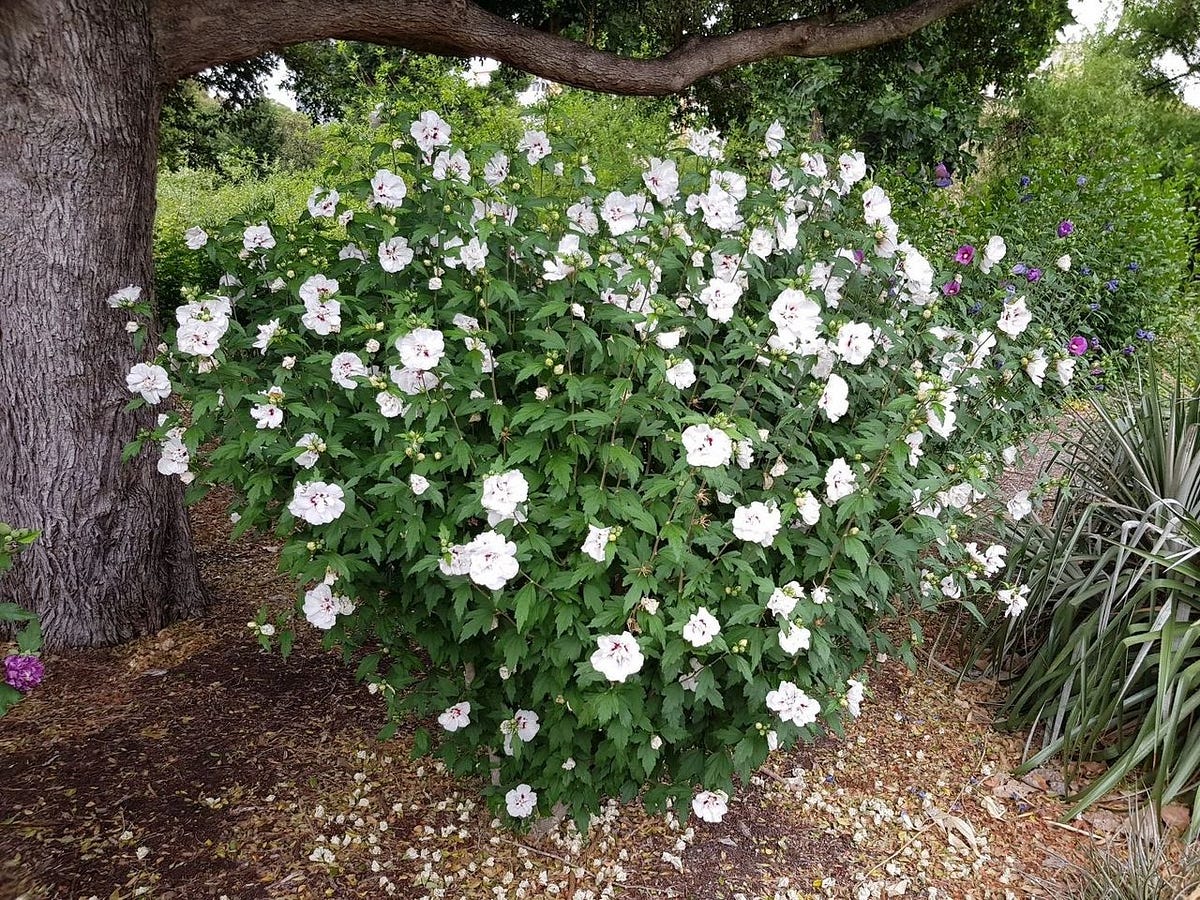 When is the best time to prune flowering shrubs? by Peter Miles Age