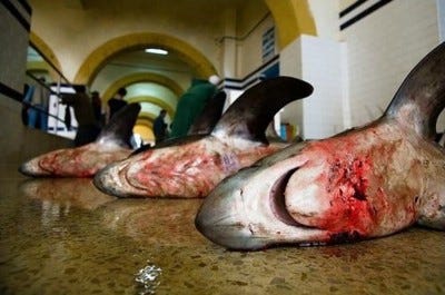 Sharks Killed Annually: Is the Figure ‘100 Million’ An Exggeration