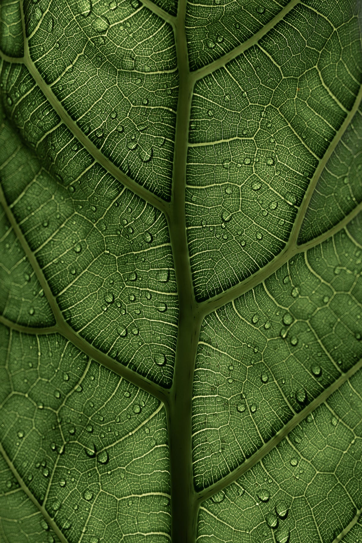 A leaf’s hope for compassion. let’s make better choices to prevent ...