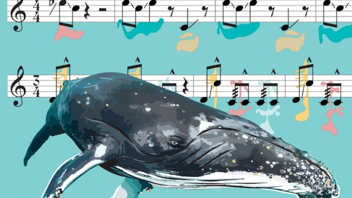 The Singing Whale Phenomenon: Melodic Communication in the Depths of the  Ocean | by julyan vio | Jan, 2024 | Medium