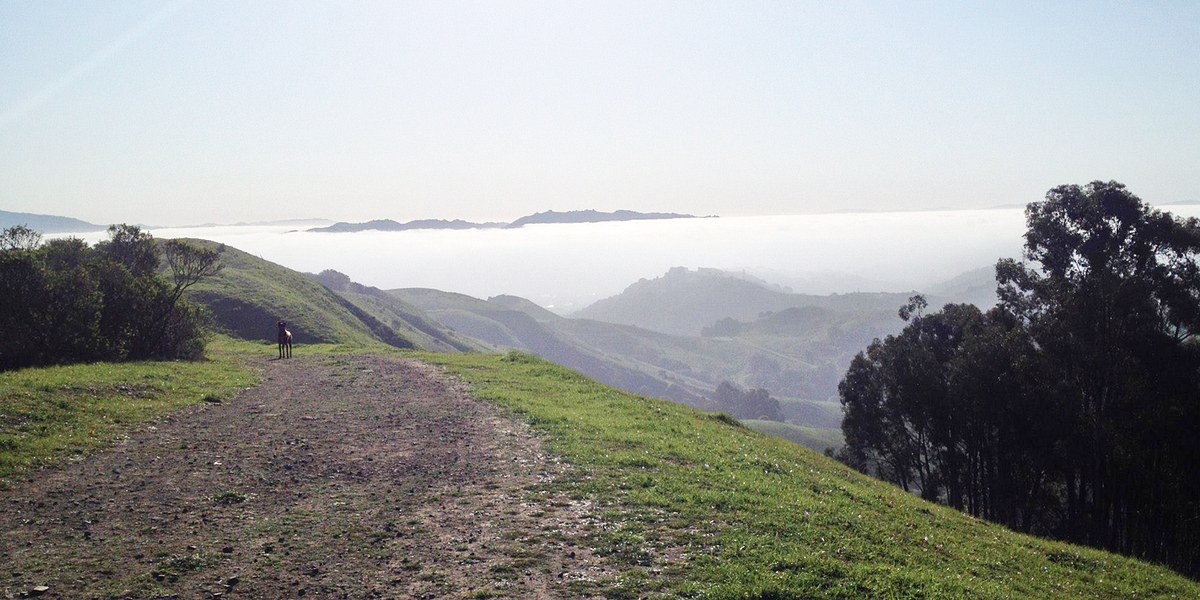 The East Bay is a Dog’s Paradise