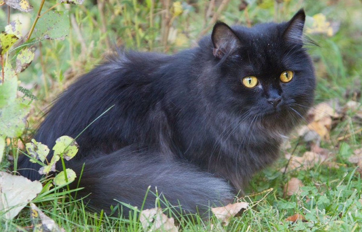 Black and White Long Haired Cat Breeds by Maine Coon Cats Medium