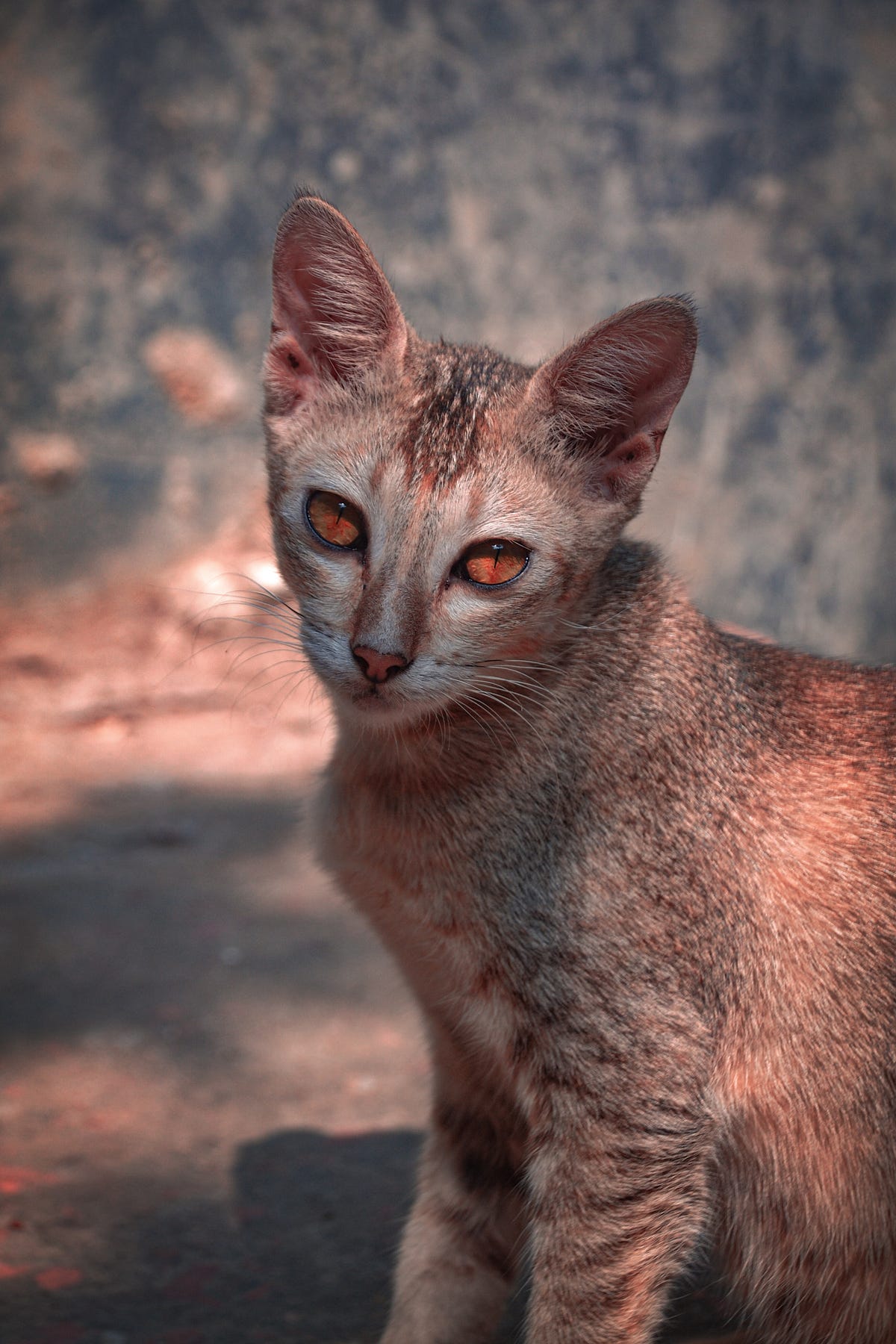 female-cat-names-that-radiate-elegance-and-charm-by-nameurpet-sep