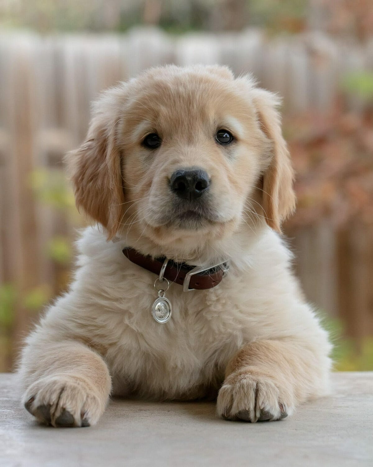 Due Diligence with Breeders by Team CitizenShipper CitizenShipper