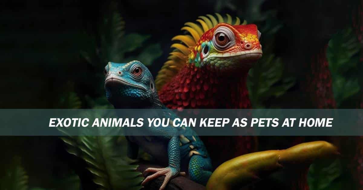 7 Exotic Animals You Can Keep As Pets At Home | by Rocks | Medium