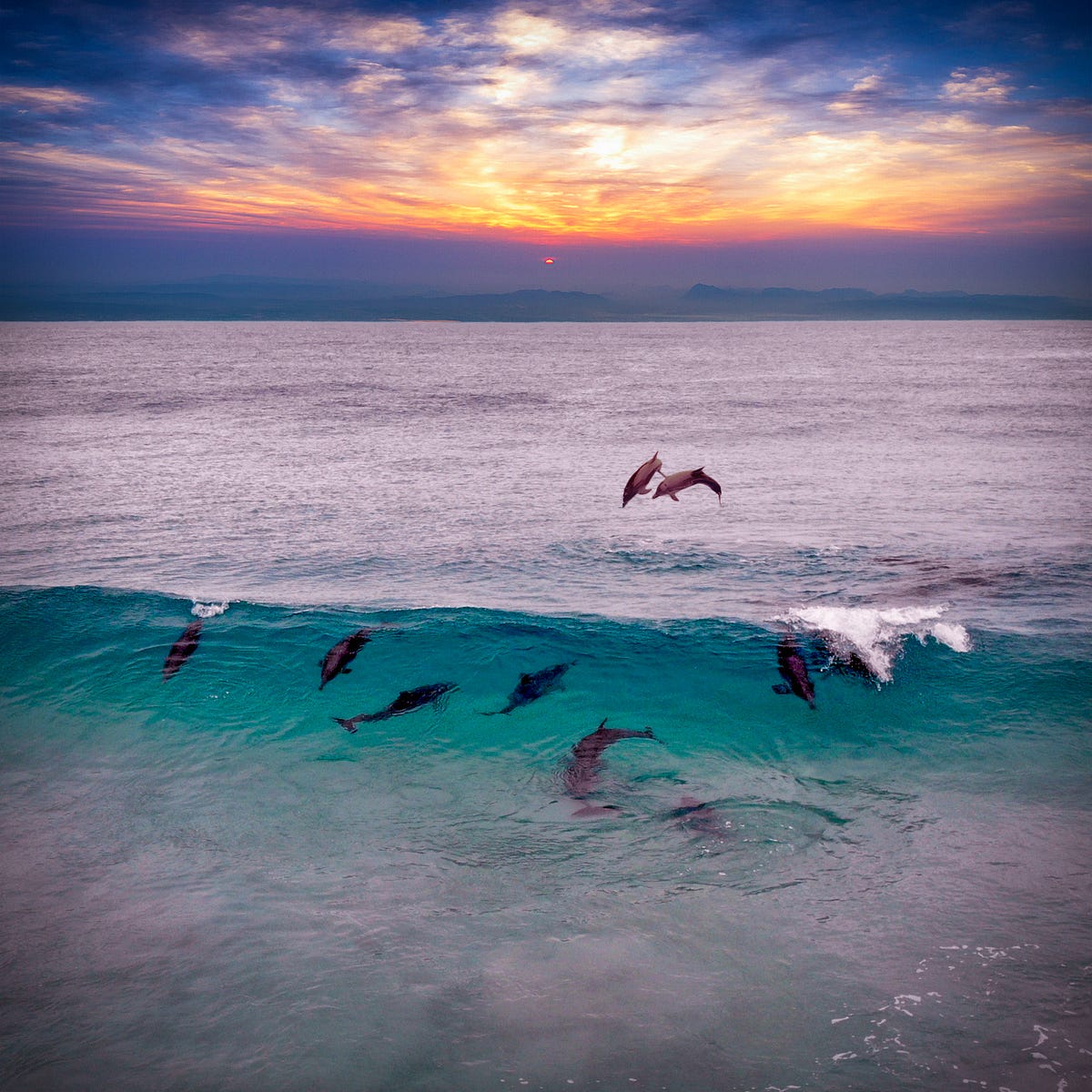 Do Dolphins Have Psychic Powers? The Controversy Surrounding Dolphin