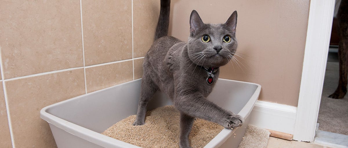 How to Train a Cat to Use a Litter Box Easy Steps for Success by