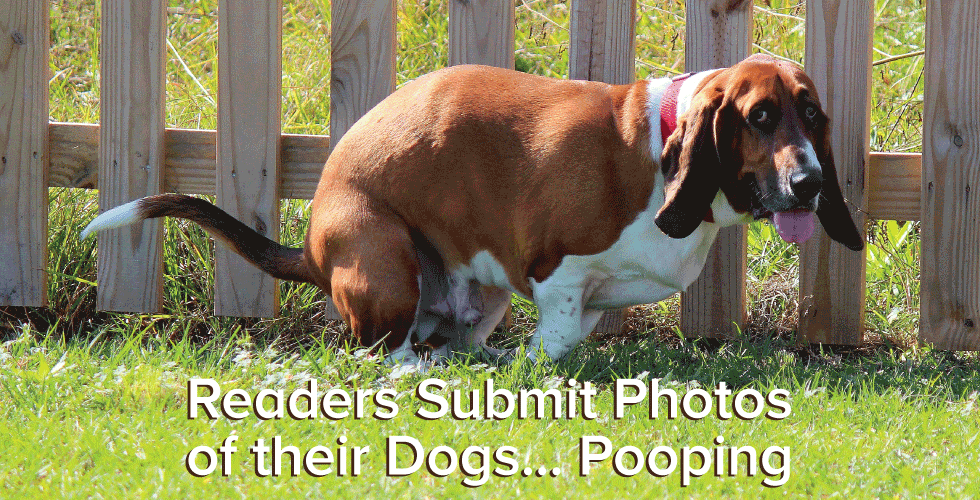 Readers Submit Photos of Their Dogs… Pooping — The Bold Italic — San Francisco